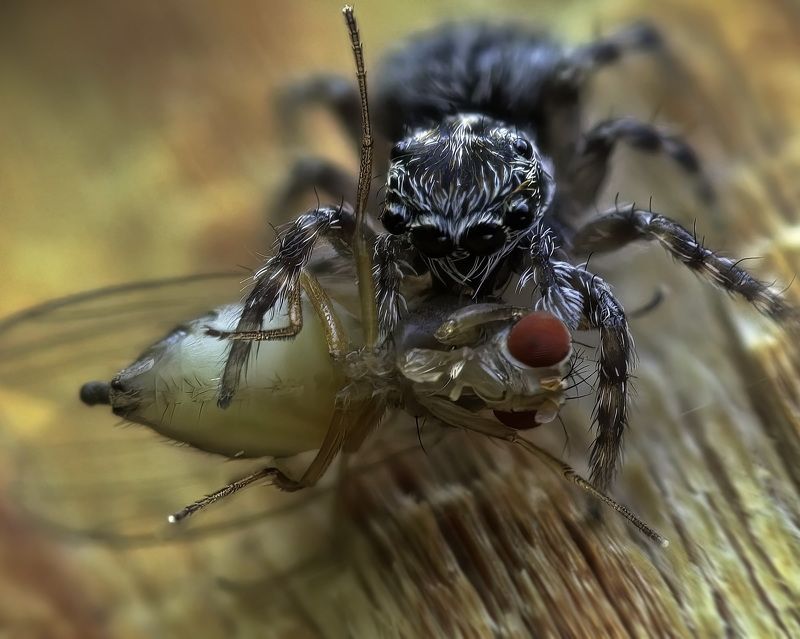 Крик фото превью