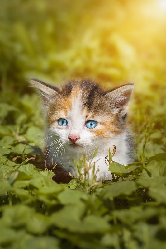 Котёнок в траве фото превью