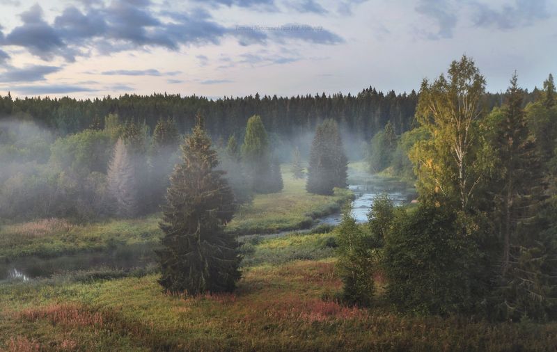 пейзаж, ленобласть, туман, landscape, nature, природа, foggy, forest, ленинградская область Одним чудесным утром фото превью