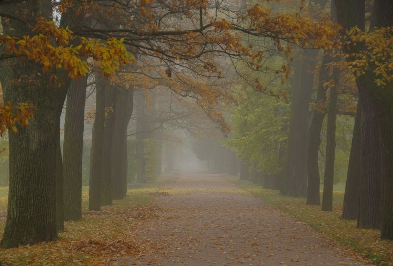 Autumn morning фото превью