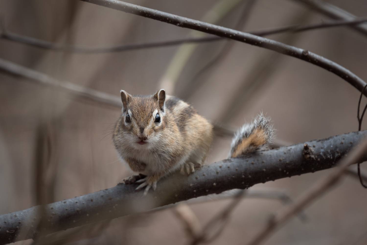, Рагинская Ольга