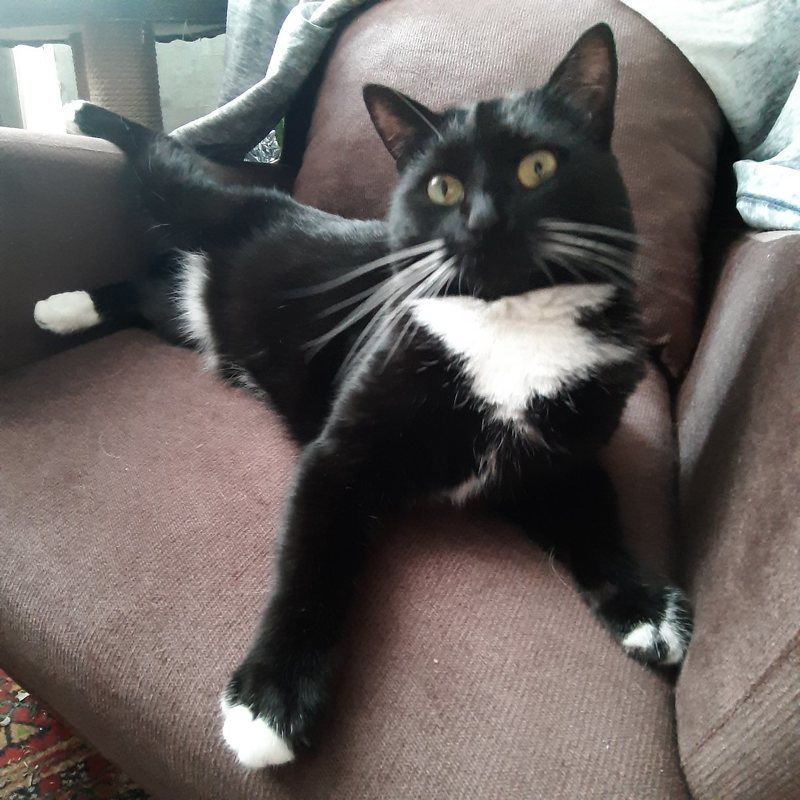Чёрная кошка Чёрная кошка. Противоречивая лапка фото превью
