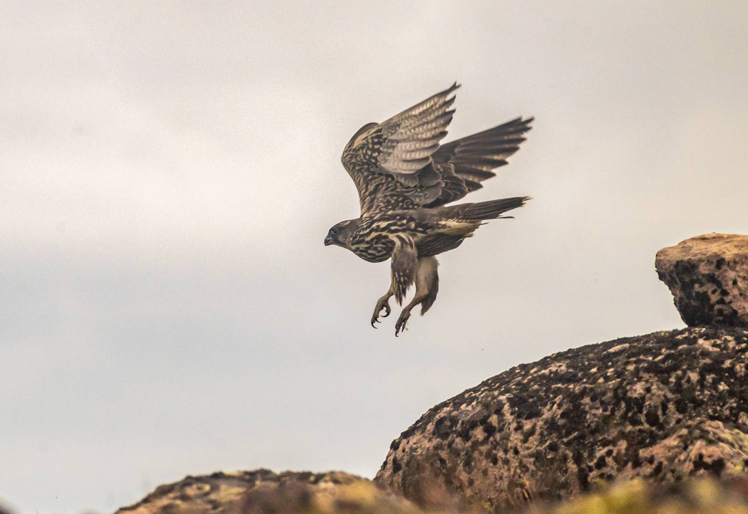 птицы, балобан, териберка, Савчук Сергей