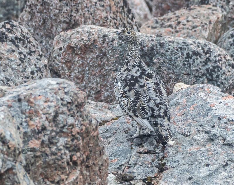 птицы, белая куропатка, териберка Мастерство маскировки фото превью
