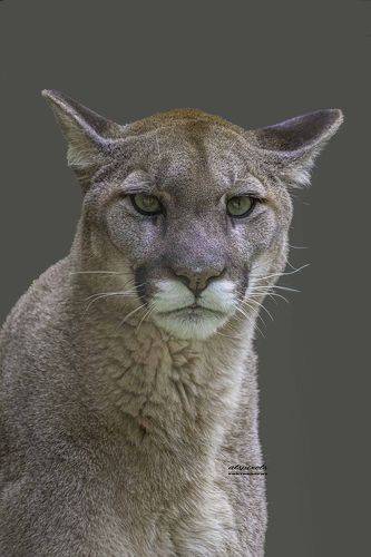 Cougar