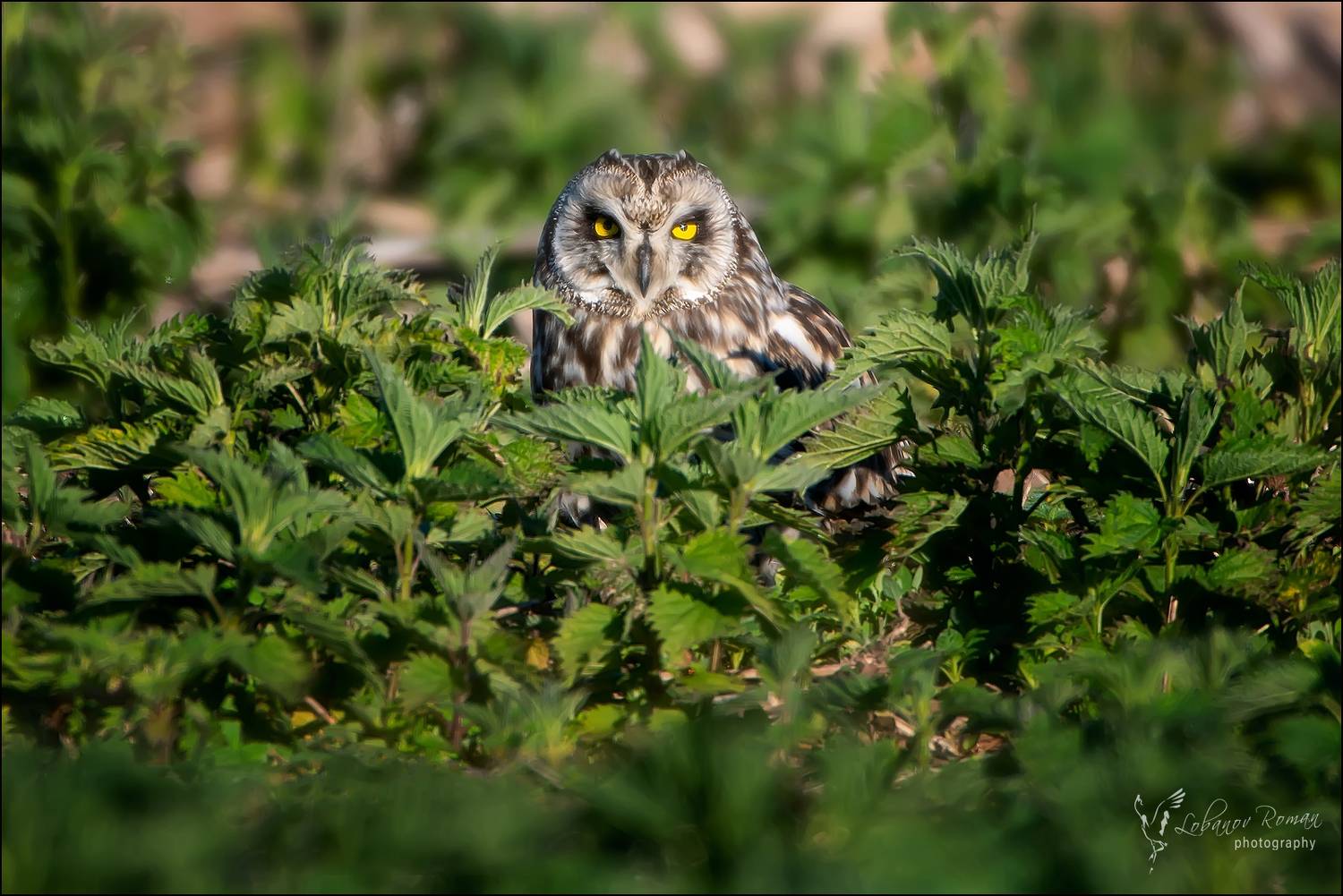 , Лобанов Роман