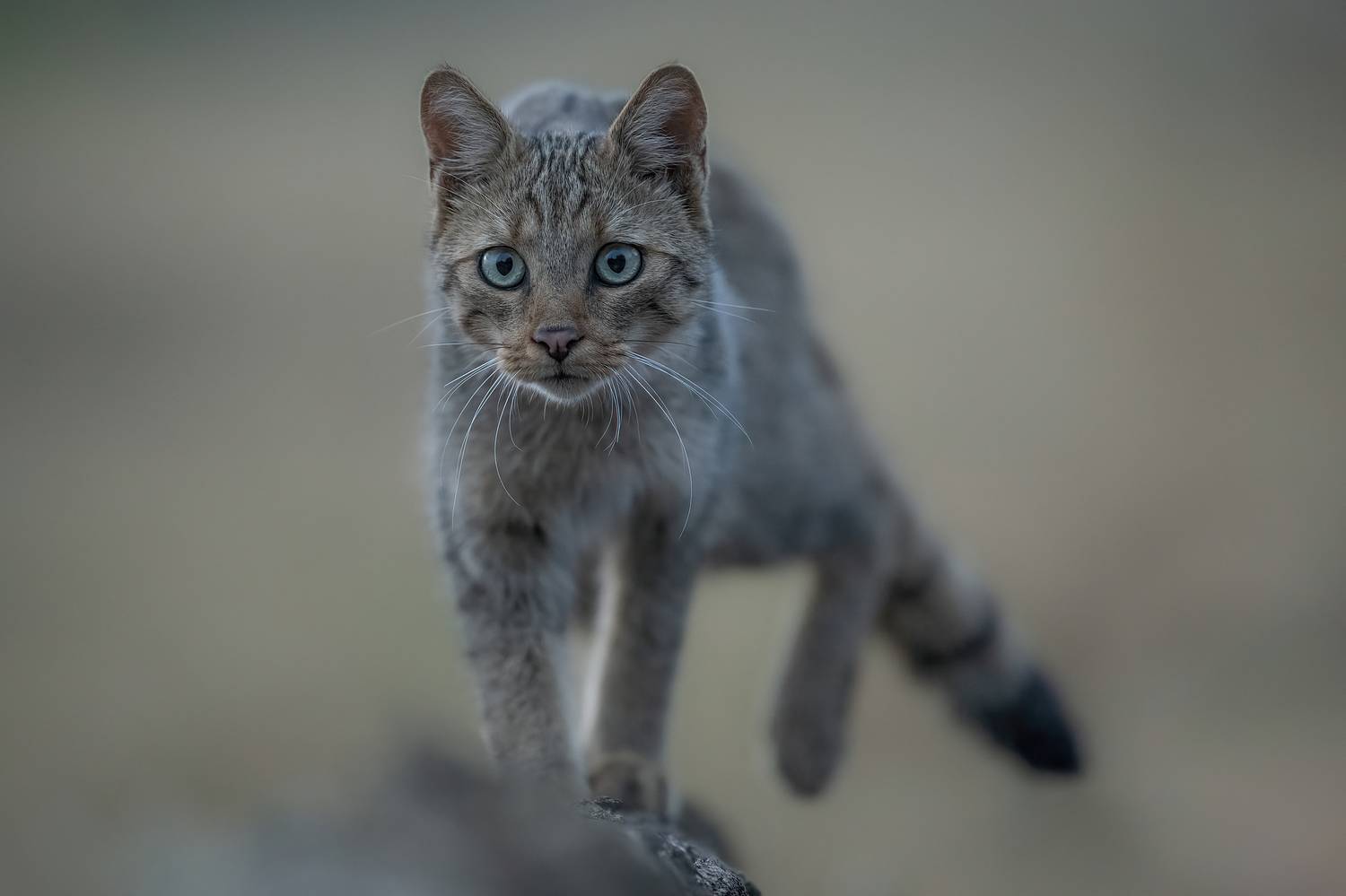 , Мартин Попов