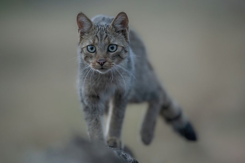 Дикая кошка фото превью