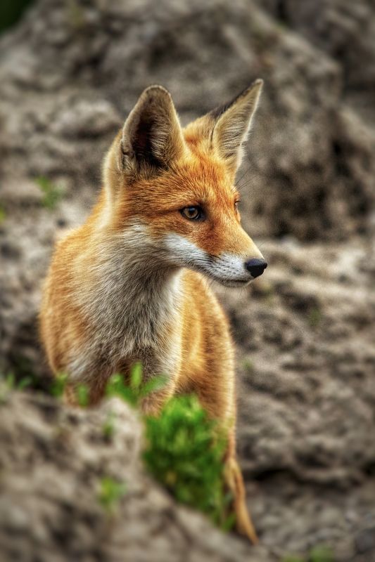 природа *** фото превью