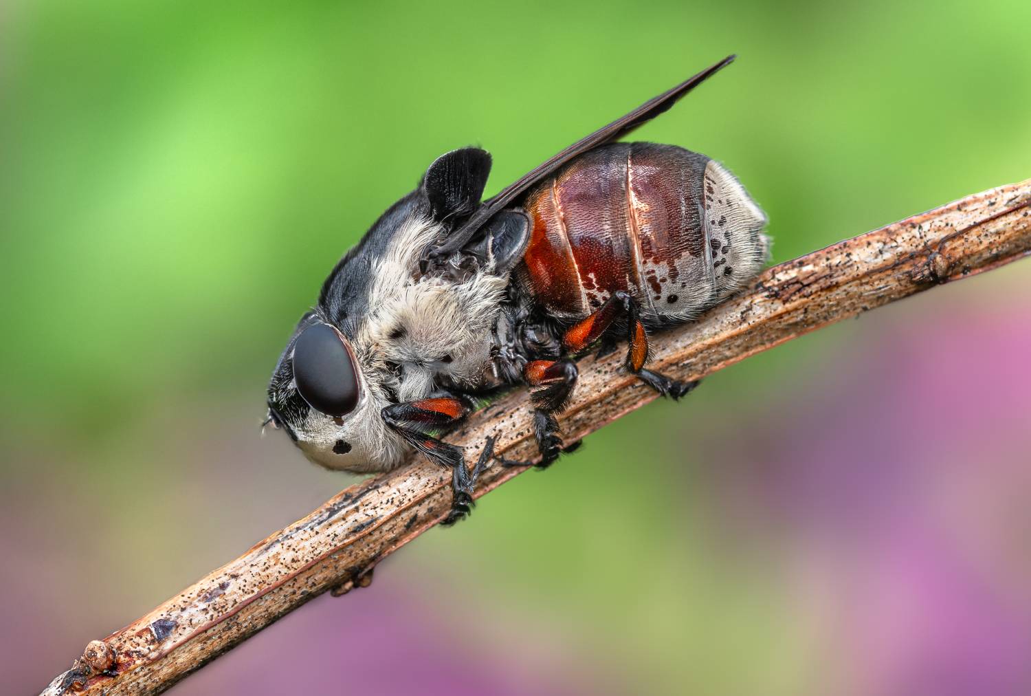 fly, insect, leaf, botfly, tiger fly, macro, bug, nature wild, robber fly, robber,, Atul Saluja