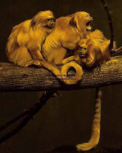Golden lion tamarin