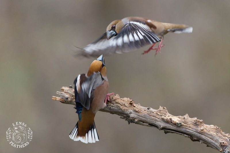 Дубонос - Lens and Feathers фото превью
