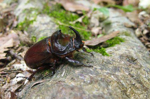 Жук-носорог обыкновенный (Oryctes nasicornis)