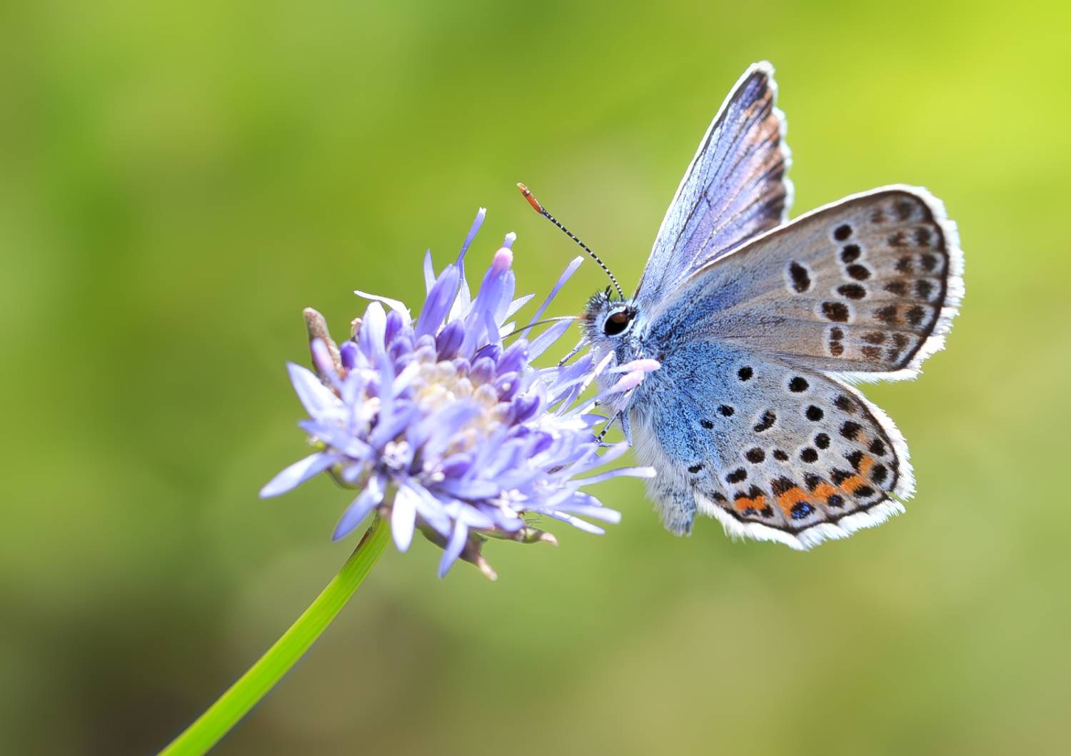 насекомые, бабочка, голубянка, аргус, лето, Борис Новиков