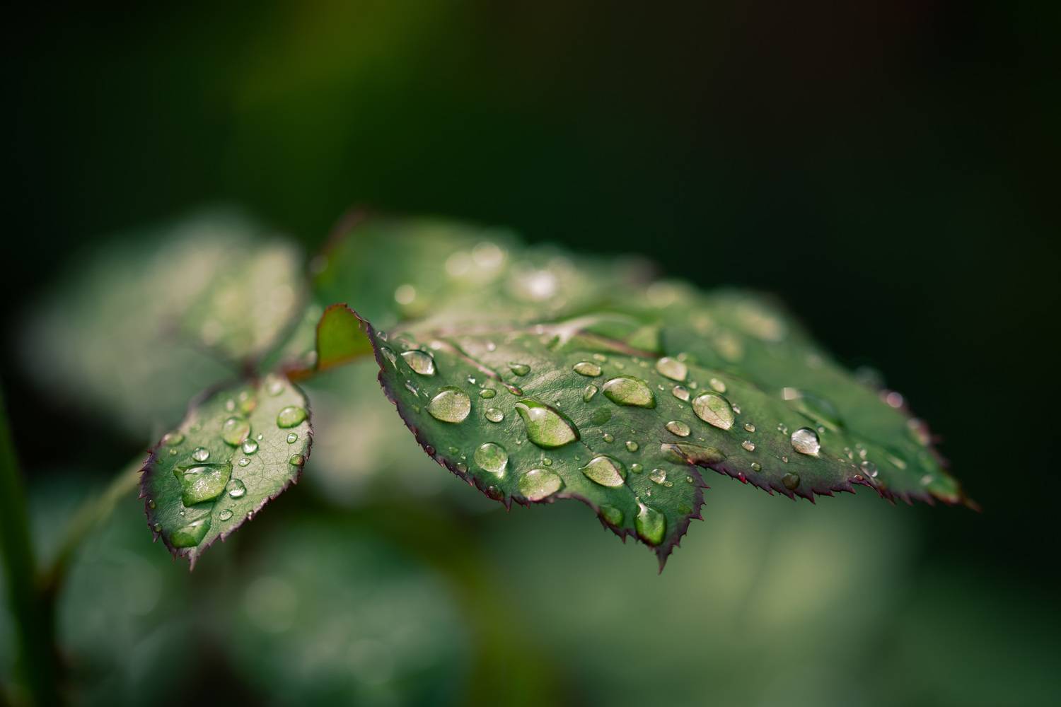 , Рагинская Ольга