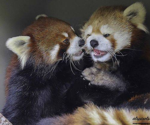 Red panda