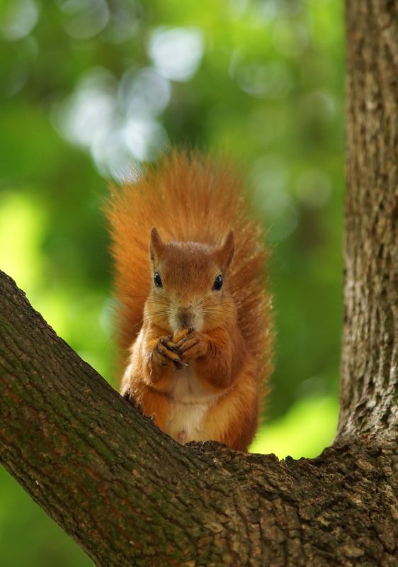 *** фото превью