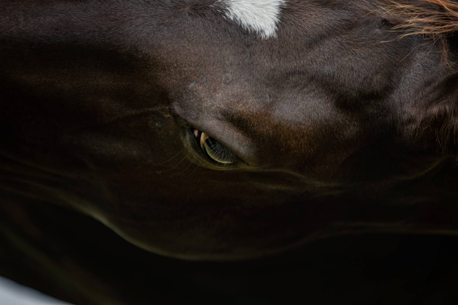 , Зубкова Юлия