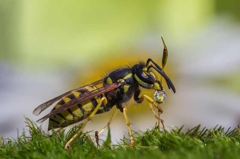 Жажда фото превью