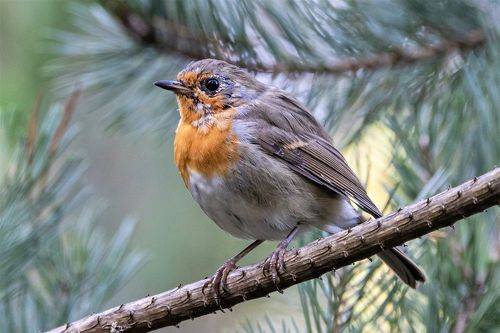Зарянка (Erithacus rubecula)