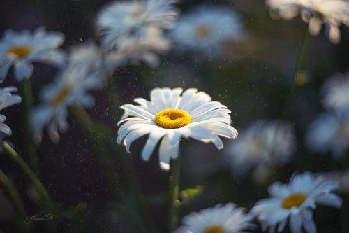 Вечерние зарисовки