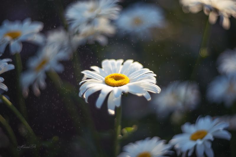 лето, ромашка, капли Вечерние зарисовки фото превью