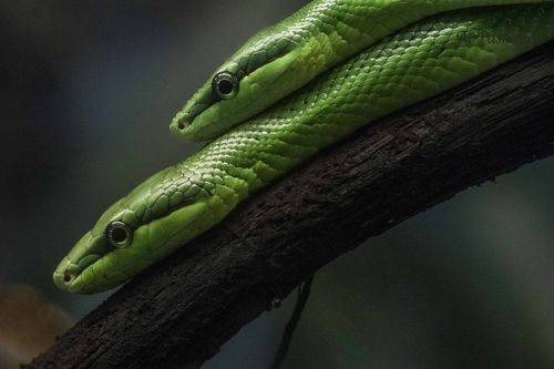 Gonyosoma oxycephalum