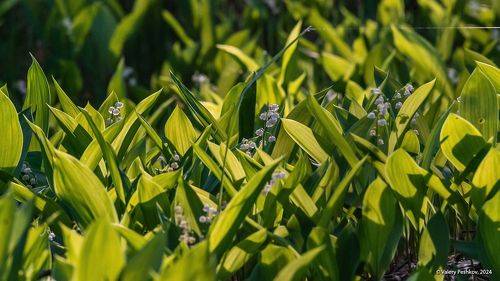 Мещёрские ландыши начала июня