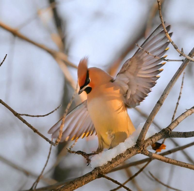 Пляска свиристеля фото превью