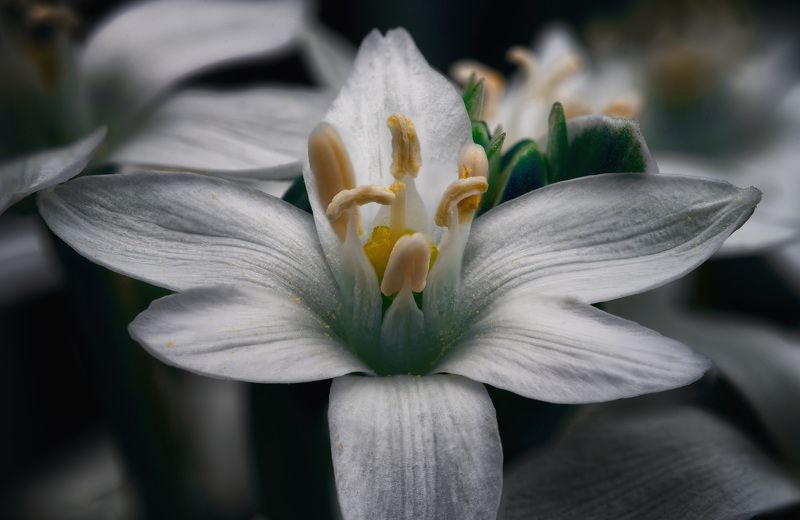 Грация фото превью