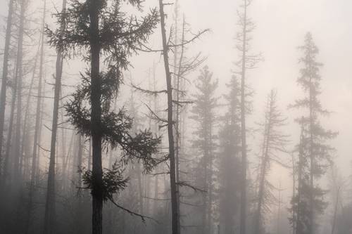 Акварель тайги