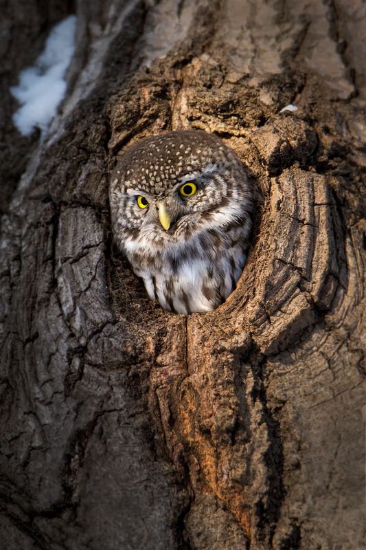 Ходят тут всякие, а потом ложки из дупла пропадают) фото превью