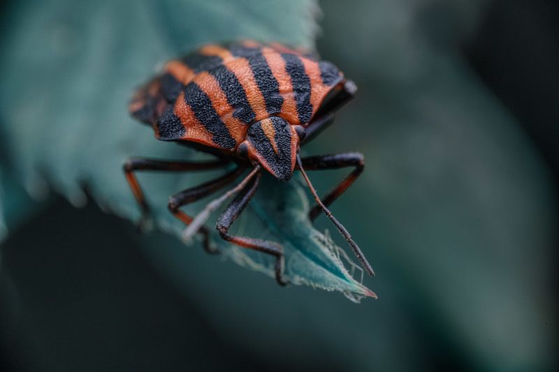 Сторож фото превью