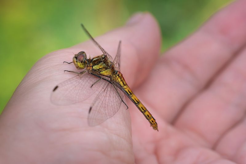 Смелая стрекоза фото превью