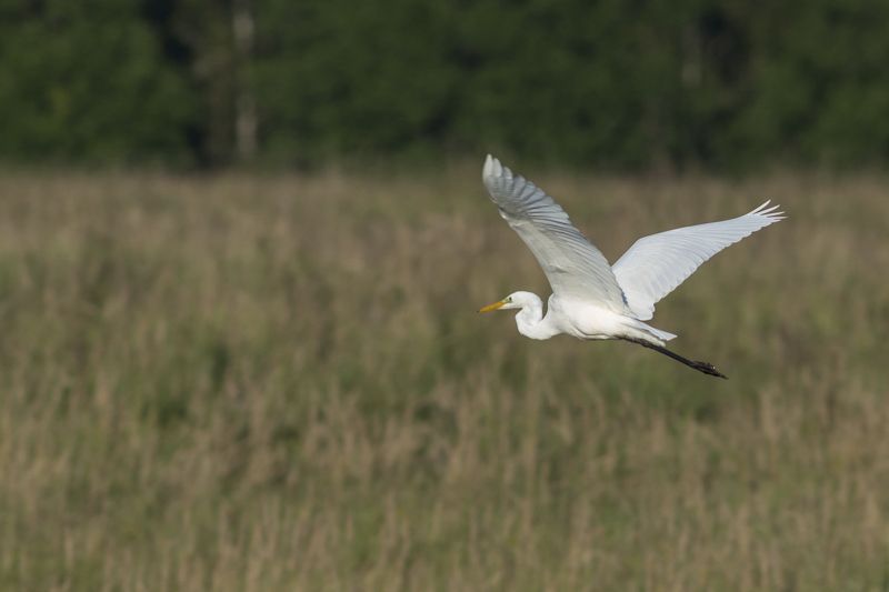 Большая белая цапля. фото превью