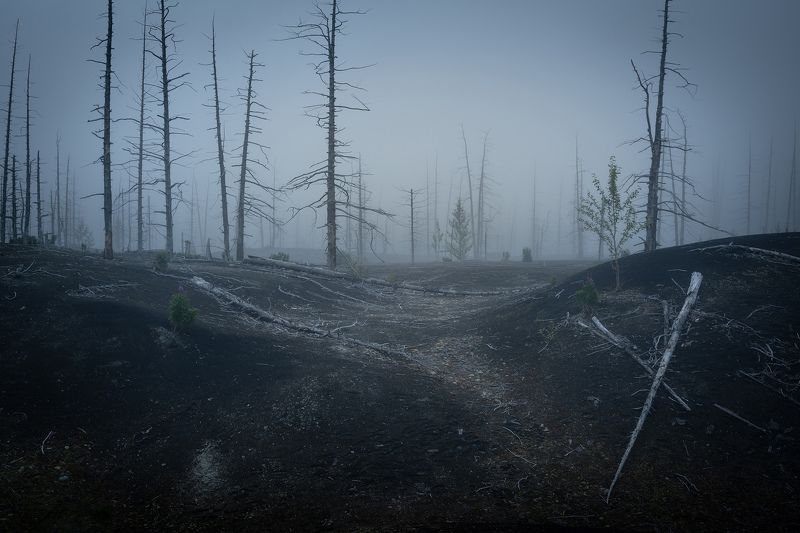 Мертвый лес. Камчатка фото превью