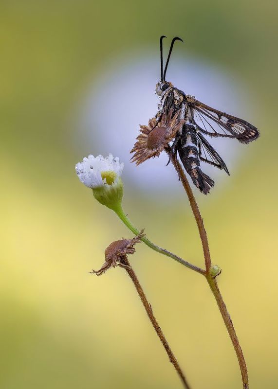 Стекляница  фото превью