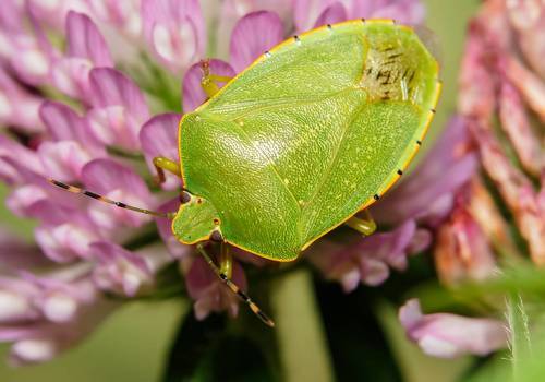 Chinavia hilaris (top)