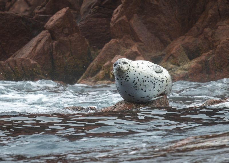 ларга, тюлень, ластоногие, животные, природа Ларга отдыхает фото превью