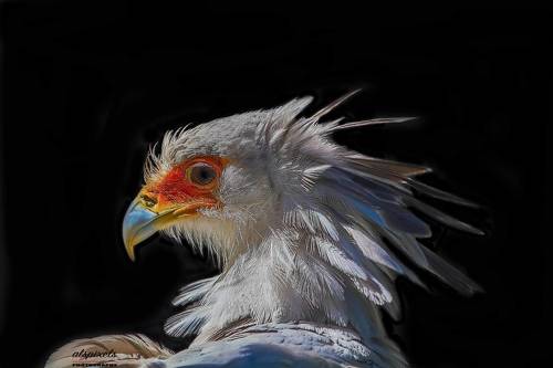 Secretarybird