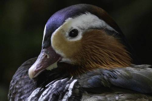 Mandarin duck