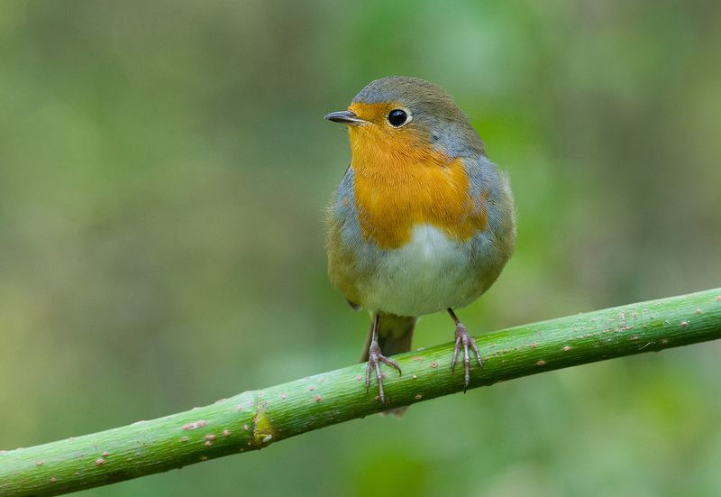 зарянка,малиновка,зелень,август Зелёный мир фото превью