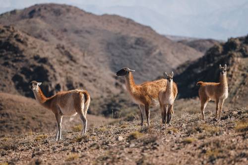Гуанако среди холмов