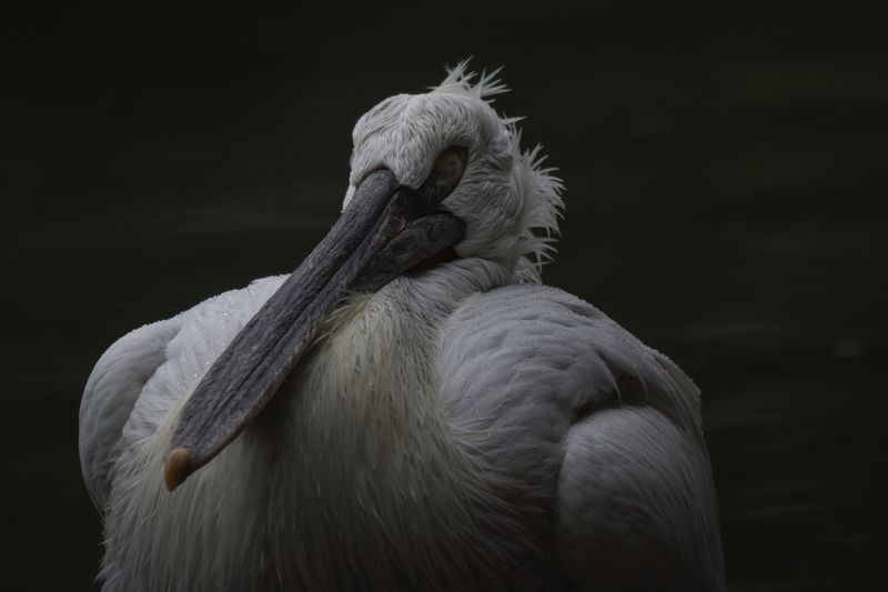 Тоскуя по небу фото превью