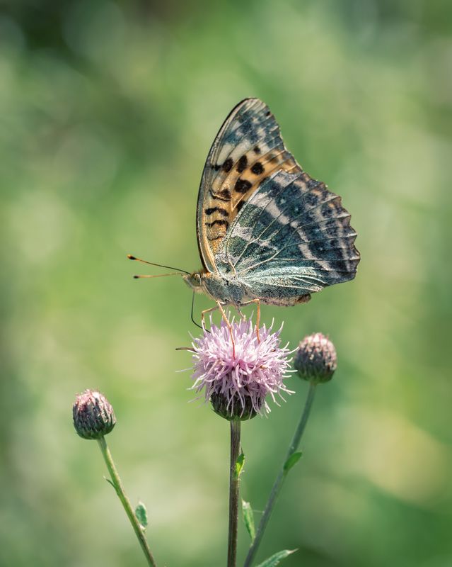 Перламутровка фото превью