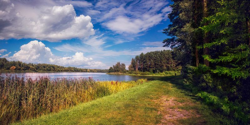лето, озеро, лес, небо, На берегу озера фото превью