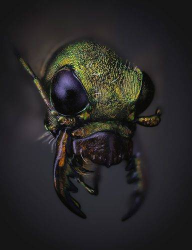 Жук скакун полевой