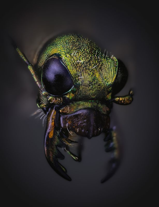 cicindela, campestris Жук скакун полевой фото превью