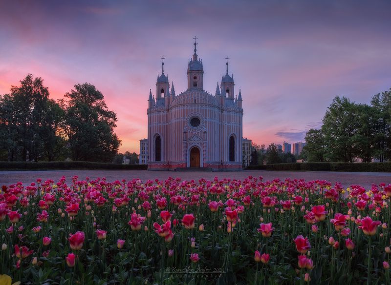 Тюльпановый рассвет Петербурга... фото превью