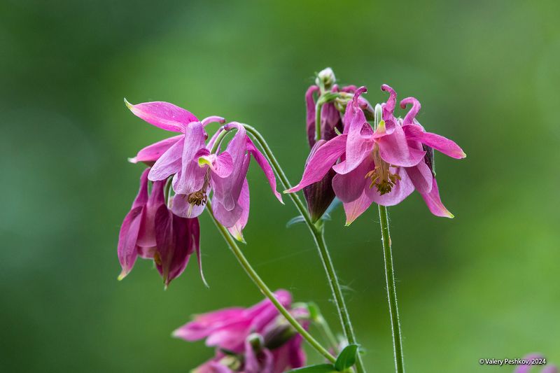 июнь, водосбор обыкновенный, аквилегия розовая, цветущая рябина, майник, люпины, контровой свет, лес, мещёра, рязанская область Июньское многоцветье фото превью